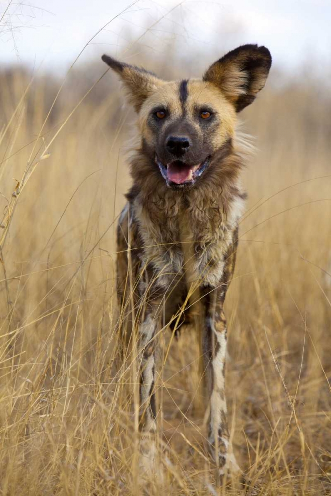 Africa, Namibia Wild dog close-up